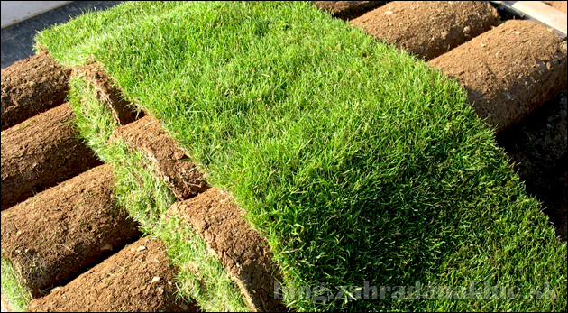 Trávnatý koberec alebo výsev trávnika?