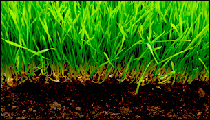 Typy trávnatých kobercov